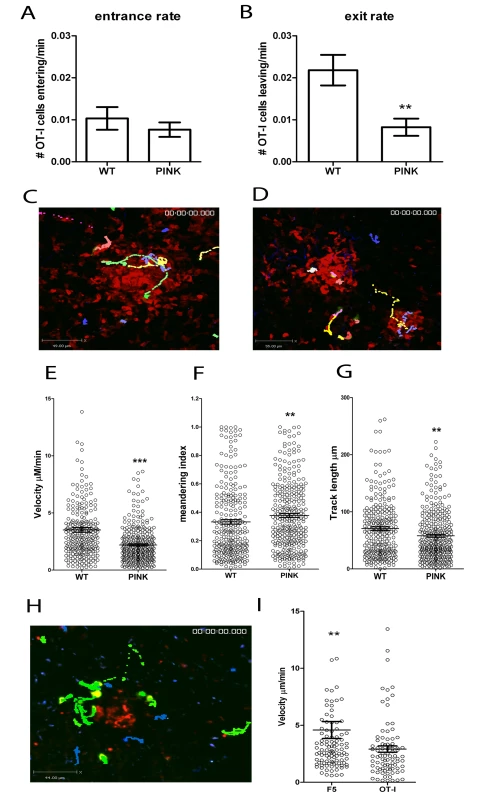 CD8<sup>+</sup> T cell dynamics in the liver following <i>L. donovani</i> infection.