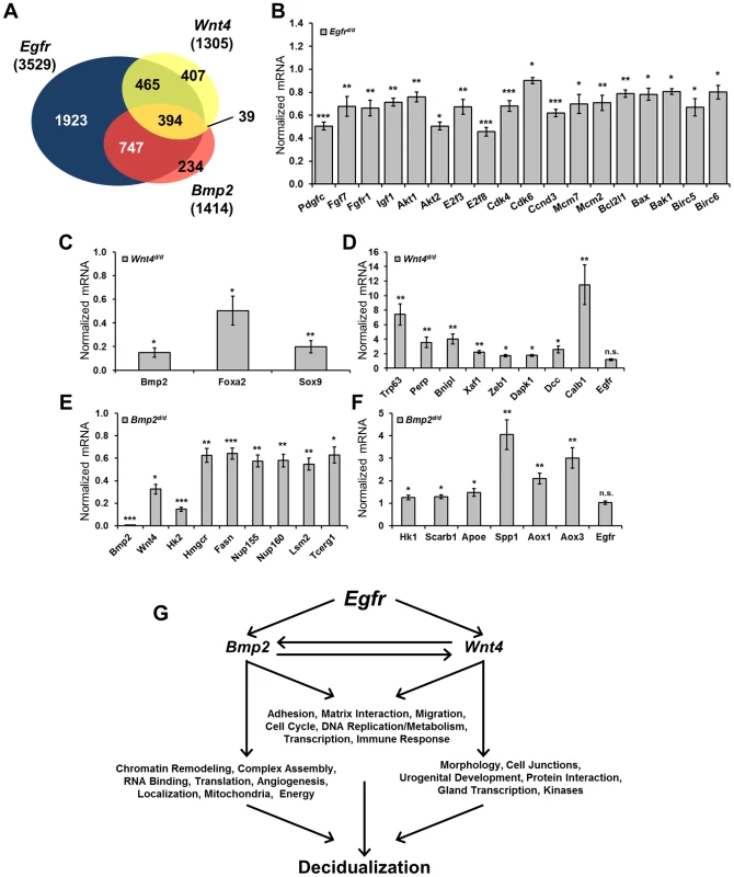 Decidual microarrays reveal BMP2 and WNT as EGFR mediators.