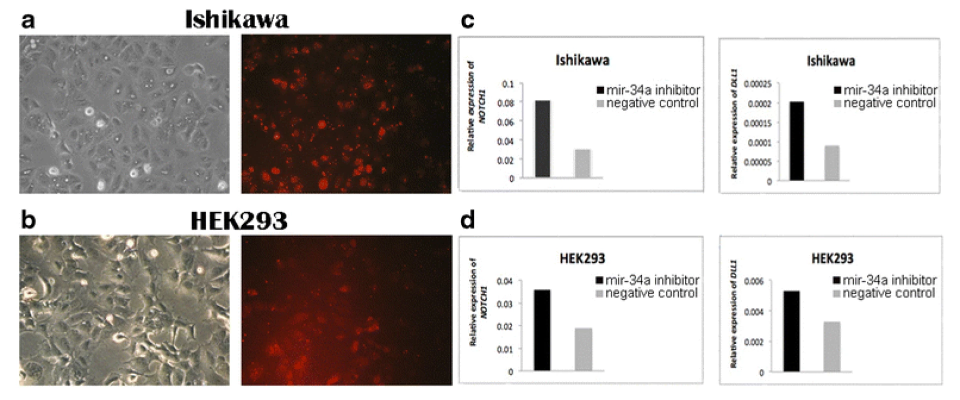 Detection of <m>NOTCH1</m> and <m>DLL1</m> expression in transfected Ishikawa and HEK293 cell lines. BLOCK-iT Alexa Fluor red fluorescent and mir-34a inhibitor transfection in (<b>a</b>) Ishikawa cells and (<b>b</b>) HEK293 cells. The photos were taken 24 h after transfection corresponding to morphology of cells (left) and BLOCK-iT Alexa Fluor red fluorescent (right). <b>c</b> The level of <m>NOTCH1</m> and <m>DLL1</m> expression in Ishikawa cells 48 h after transfection with mir-34a inhibitor compared with the negative control. <b>d</b> The level of <m>NOTCH1</m> and <m>DLL1</m> expression in HEK293 cells 48 h after transfection with mir-34a inhibitor compared with the negative control