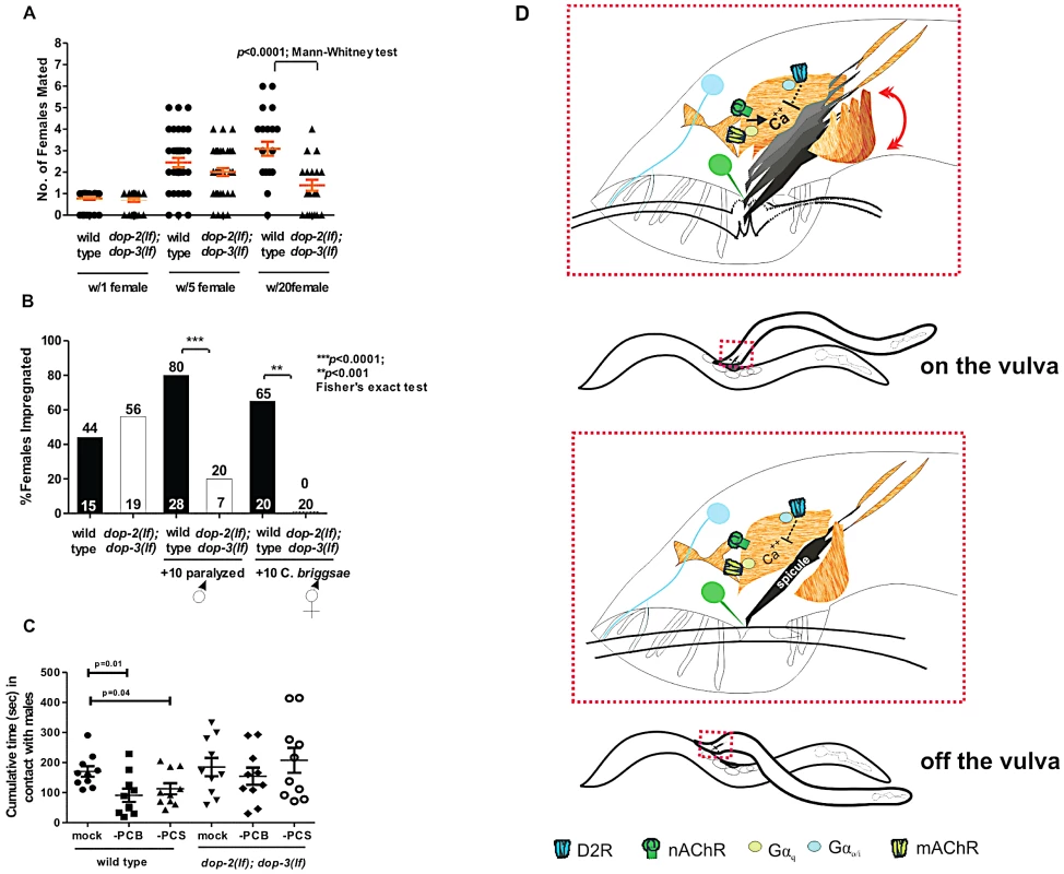 D2-like signaling promotes mating fitness.