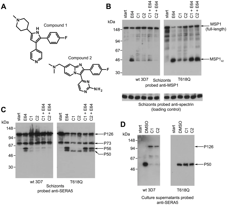 Structurally distinct PfPKG inhibitors block PfSUB1-mediated proteolytic processing in <i>P. falciparum</i>.