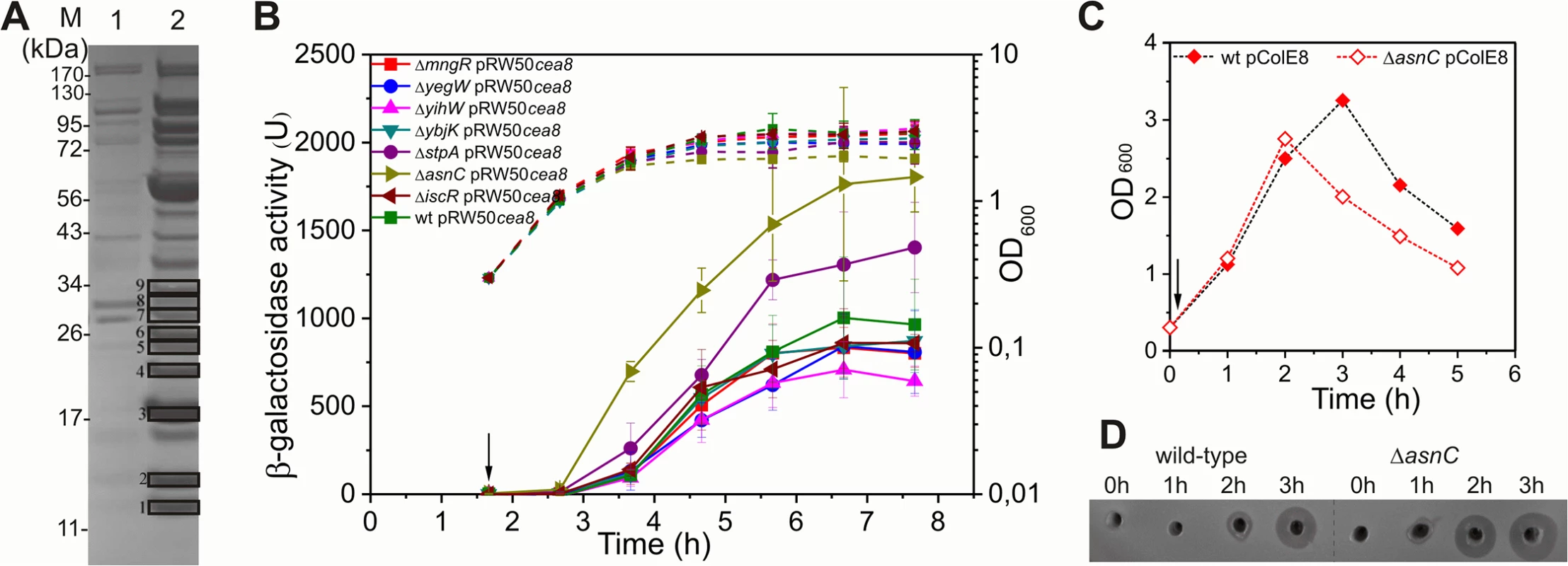 AsnC delays <i>cea8</i> expression.