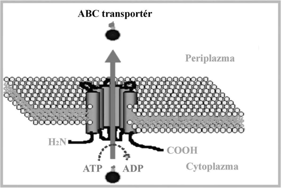 Schématické znázornenie ABC transportného systému.
Upravené podľa:
(<a href="http://www.ucm.es/info/mfar/U2/antifu2.gif">http://www.ucm.es/info/mfar/U2/antifu2.gif</a>).
Fig. 2. Diagrammatic representation of the ABC transport
system. Adapted from:
(<a href="http://www.ucm.es/info/mfar/U2/antifu2.gif">http://www.ucm.es/info/mfar/U2/antifu2.gif</a>).