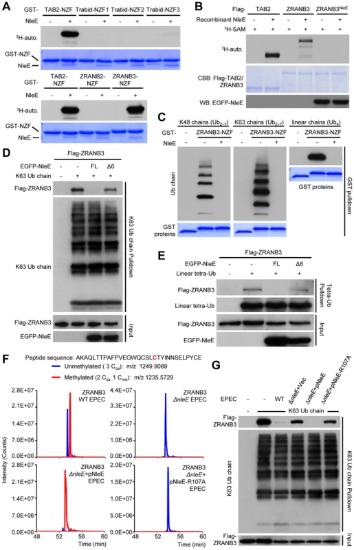 NleE targets ZRANB3-NZF domain for cysteine methylation and disrupts its ubiquitin-chain binding.