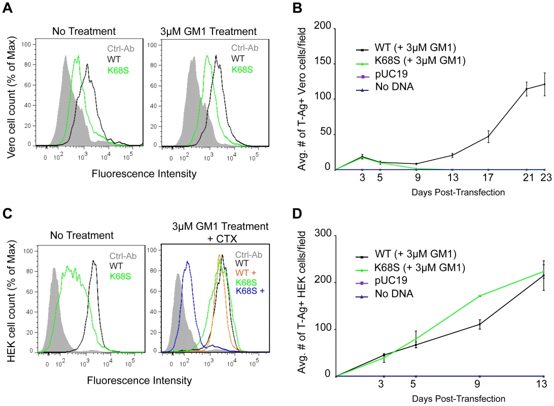 K68S BKPyV uses NeuAc-GM1 as a receptor for attachment and infection.