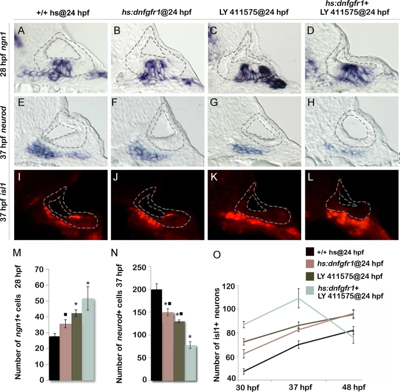 Reducing Fgf and Notch levels mimics the effects of <i>tfap2a</i> overexpression.