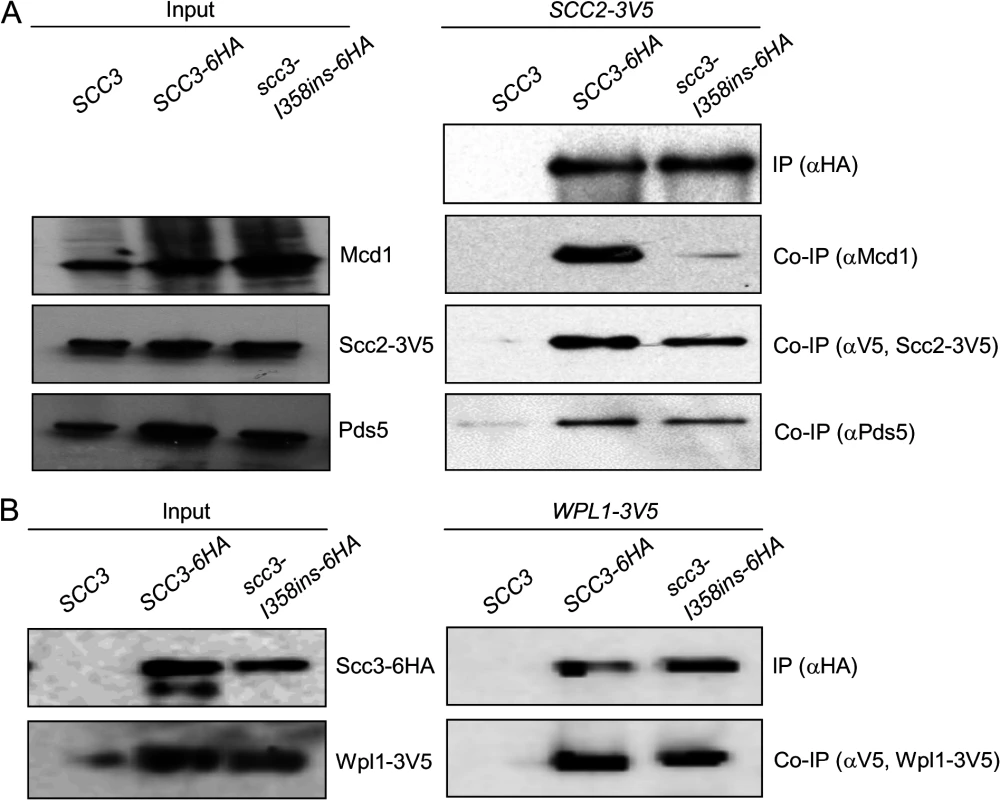 Co-immunoprecipitation of Scc3-I358Ins with core and accessory cohesin subunits.