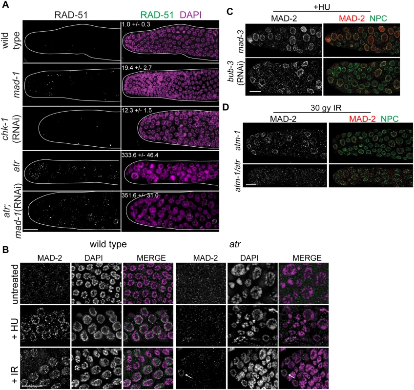 MAD-2 is enriched at the nuclear periphery after DNA damage in an ATR- dependent manner.