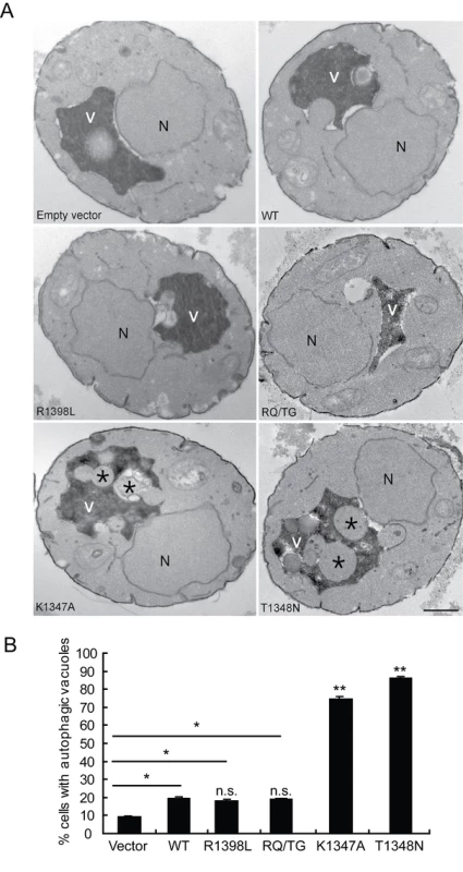 LRRK2 GTPase variants induce defects in autophagy.