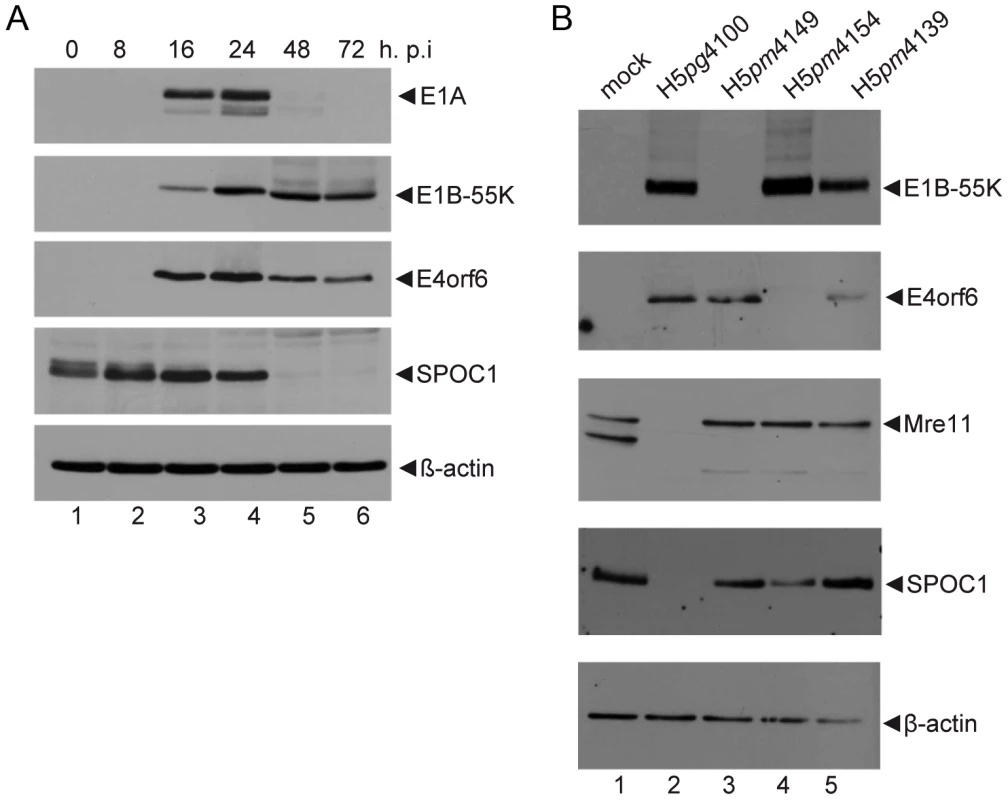 SPOC1 is reduced during Ad infection.