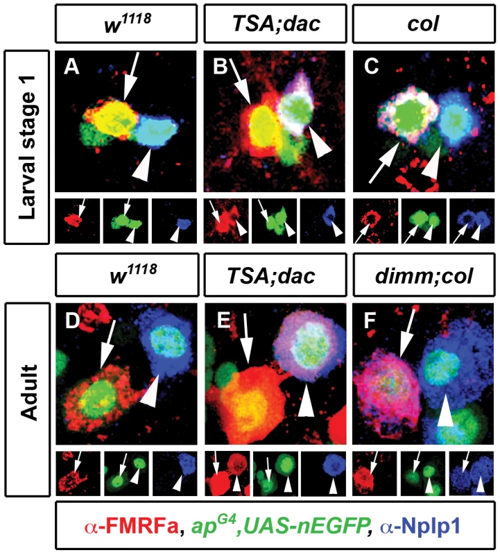 Differentiation networks have different abilities to activate ectopic gene expression in adult neurons.