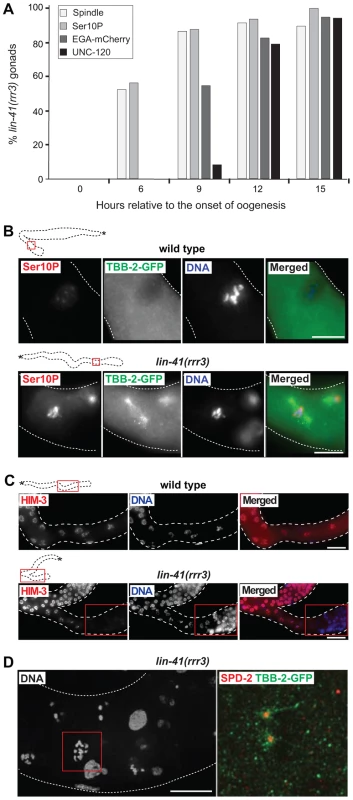 LIN-41 inhibits the transition from meiosis to mitosis in developing oocytes.
