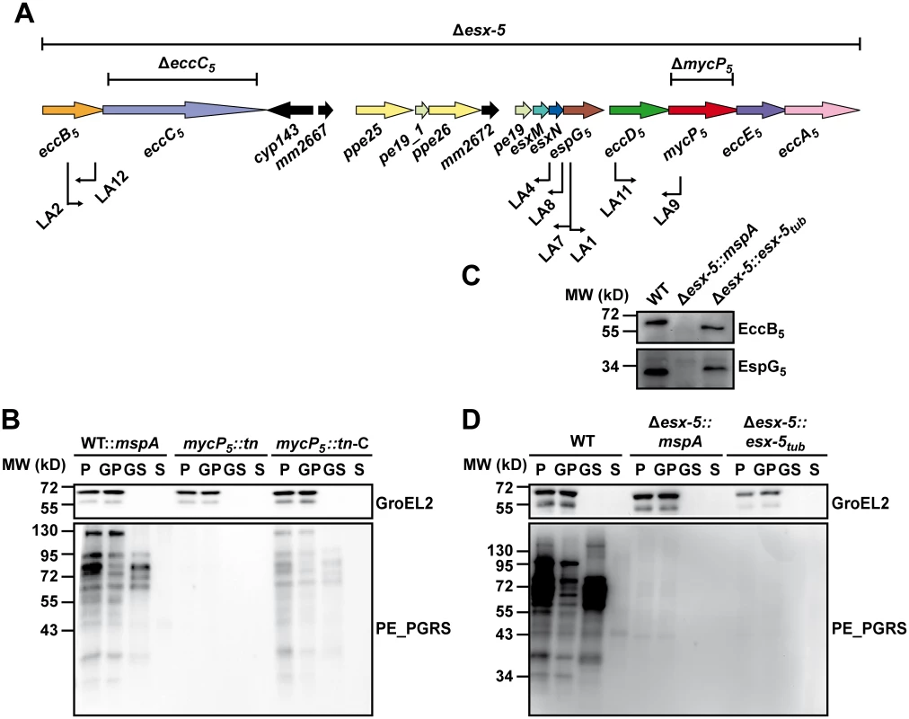 Secretion analysis of ESX-5 mutant strains.