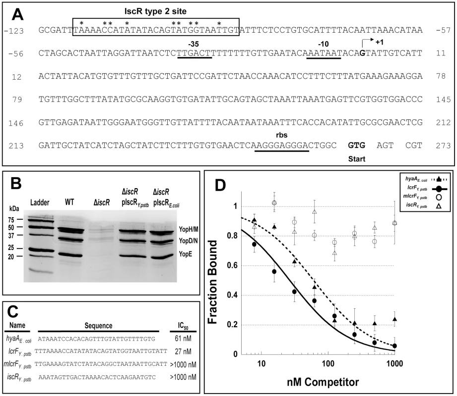 IscR binds a novel motif 2 site within the <i>lcrF</i> promoter region.