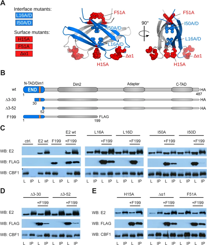 Amino acid substitutions of interface or surface residues within the END domain affect dimerization differentially.