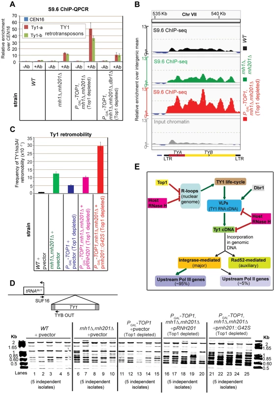 Cellular RNase H suppresses the mobility of Ty1 LTR-retrotransposons.