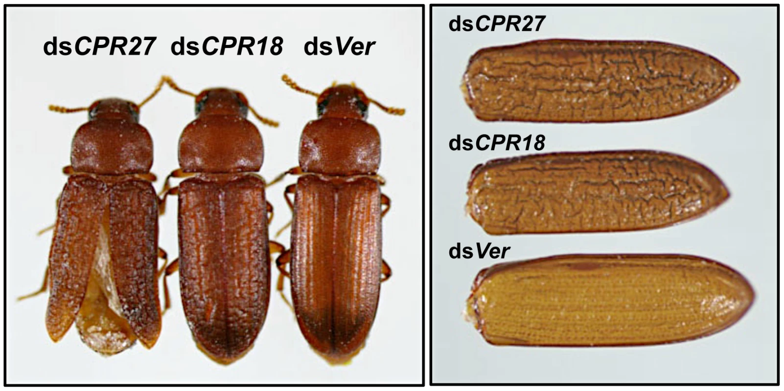 <i>T. castaneum</i> elytral defects produced by injection of dsRNAs for <i>TcCPR27</i> and <i>TcCPR18</i>.