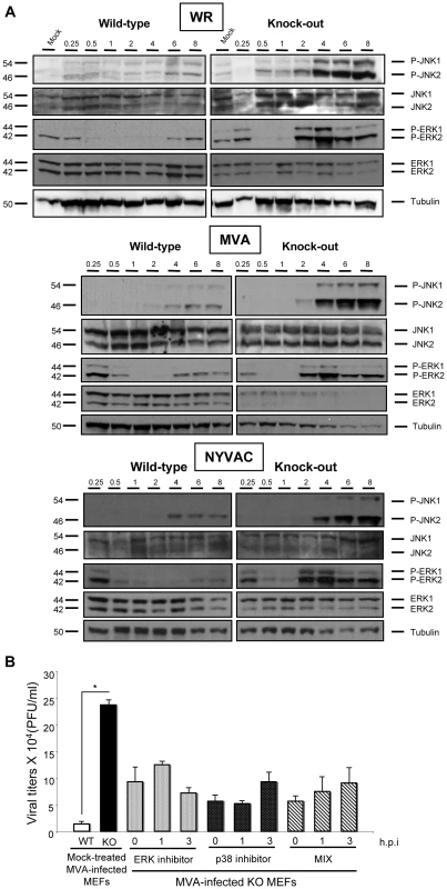 Activation of MAPKs contributes to the replication of MVA in DUSP1 KO MEFs.
