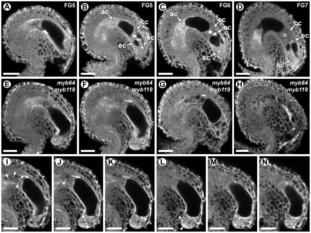 <i>myb64 myb119</i> gametophytes fail to initiate the FG5 transition.
