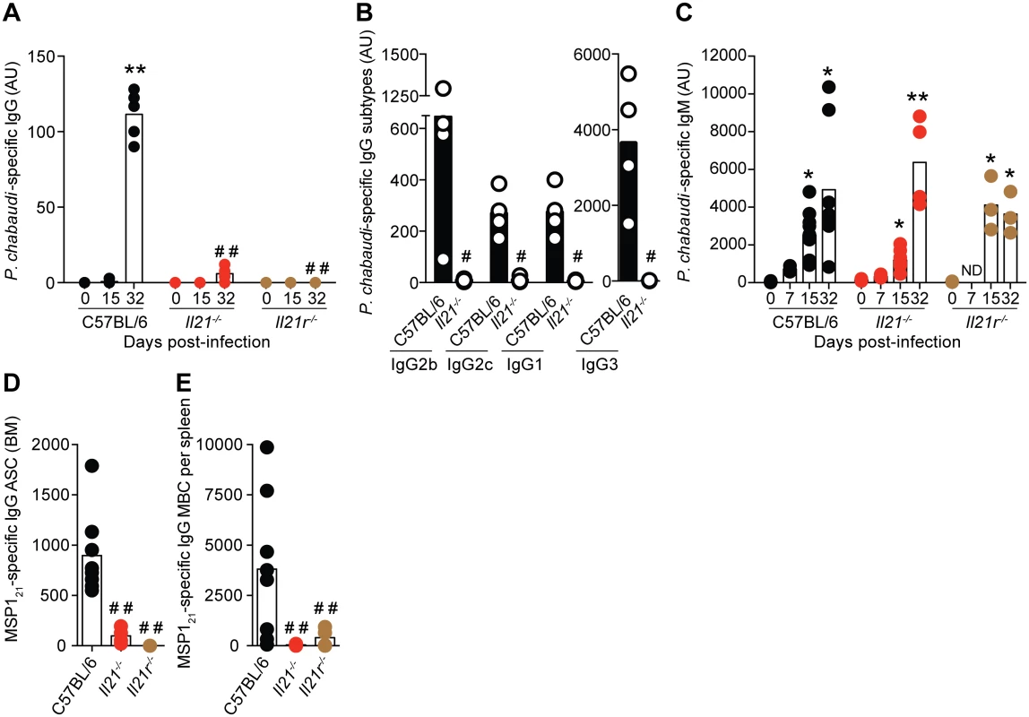 <i>P</i>. <i>chabaudi</i>-specific IgG B-cell responses are abrogated in the absence of IL-21 signaling.