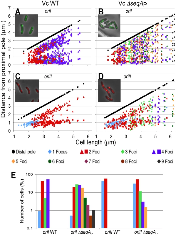 Localization of <i>oriI</i> and <i>oriII</i> in WT and Δ<i>seqA</i><sub>P</sub> strains of <i>V. cholerae</i>.