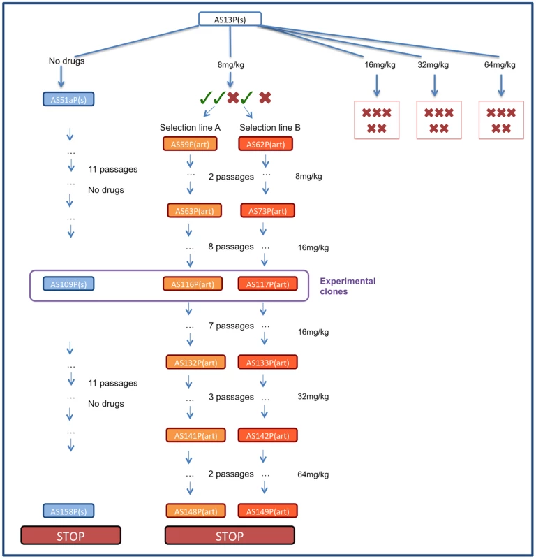 Schematic of selection regime.