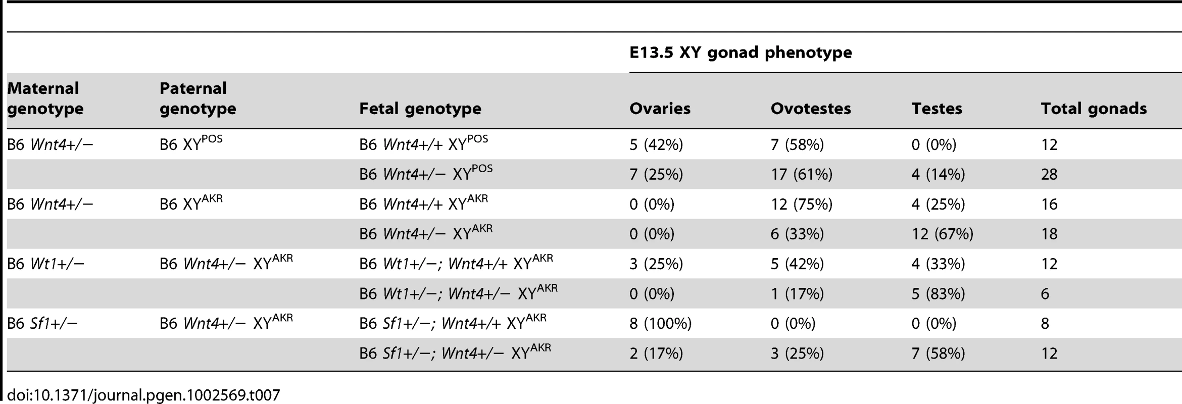 Reducing the <i>Wnt4</i> dosage partially rescues the sex reversal phenotypes of E13.5 B6 XY<sup>POS</sup>, B6 XY<sup>AKR</sup>, B6 <i>Wt1</i>+/− XY<sup>AKR</sup>, and B6 <i>Sf1</i>+/− XY<sup>AKR</sup> gonads.