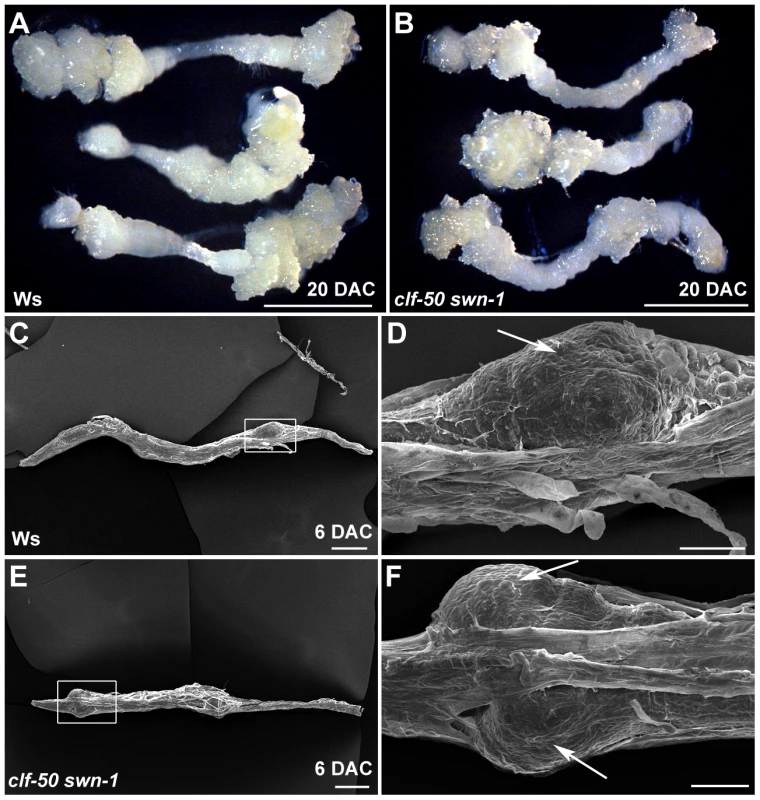 The root explants of the PcG mutant can form a callus normally.