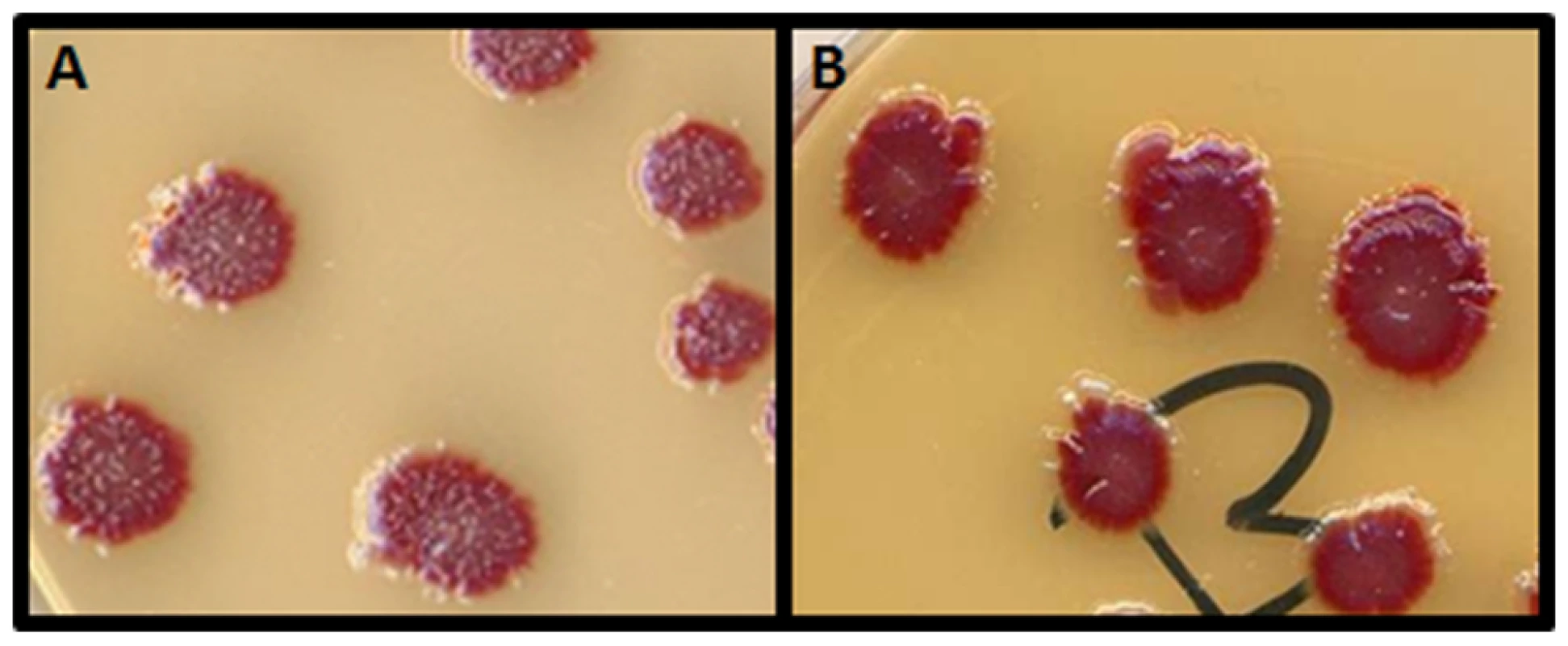 The papillation assay.