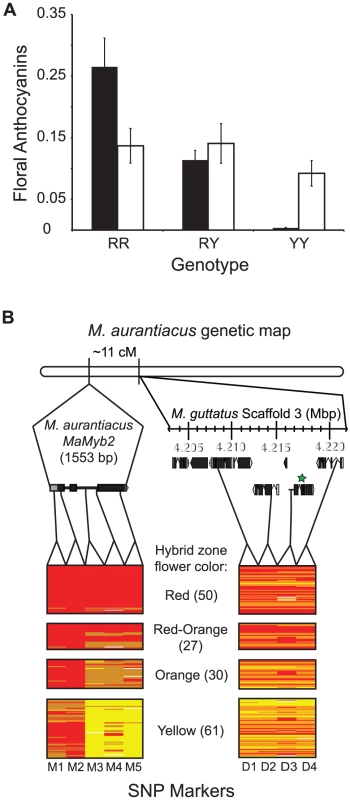 Genetic mapping implicates <i>MaMyb2</i> in the flower color change.