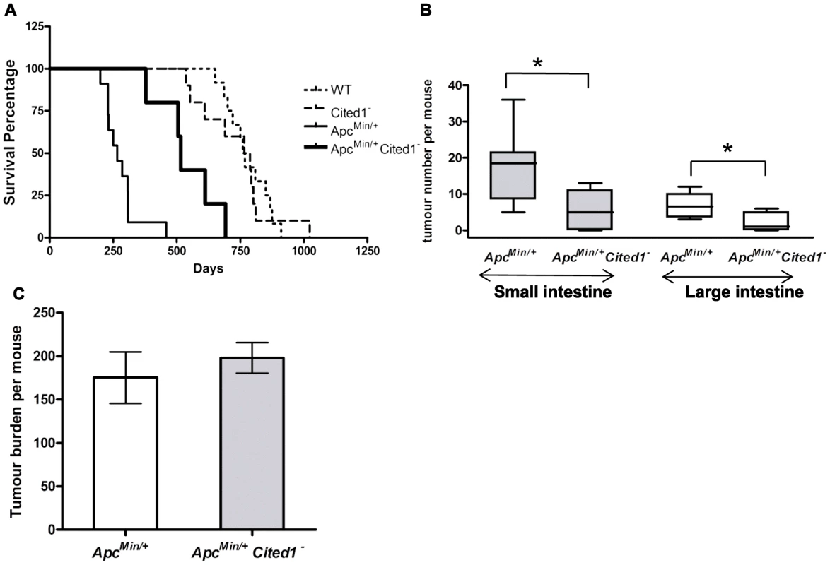 Loss of <i>Cited1</i> extends lifespan of <i>Apc<sup>Min/+</sup></i> mice and reduces the number of intestinal adenomas.
