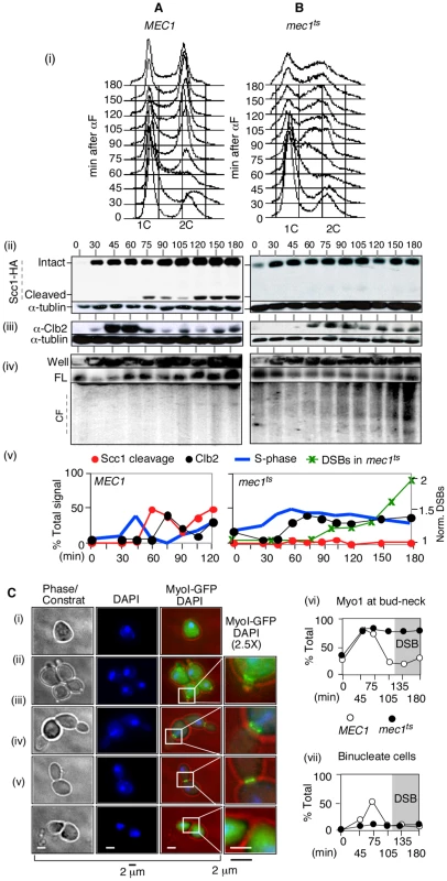 <i>RSZ</i> breakage in the presence of spindle tension occurs independent of anaphase, mitotic exit, or cytokinesis.