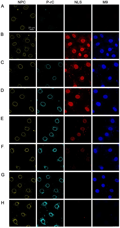 <i>In vitro</i> transport assays of NLS- and M9-linked fluorescent BSA conjugates after preload of the NPCs by P-rC.