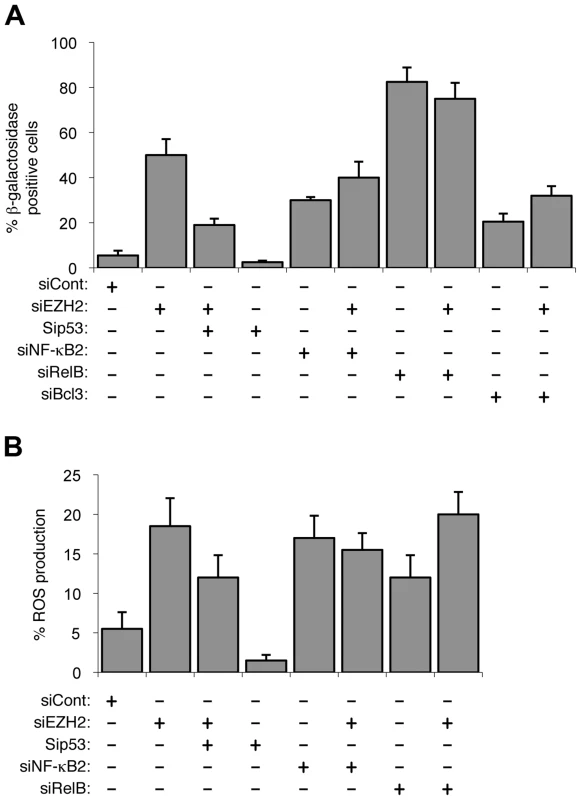 EZH2 siRNA associated senescence and ROS production is p53 dependent.