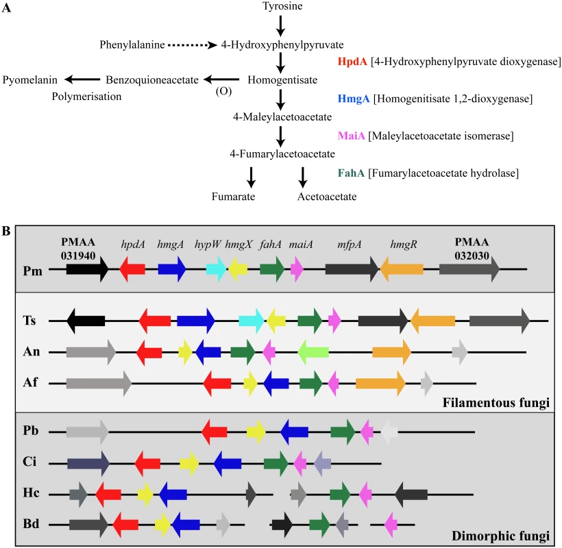 The catabolism of tyrosine.