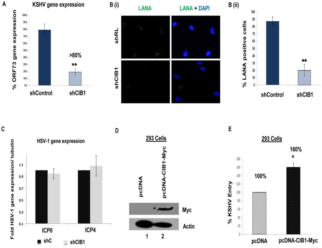 Effect of CIB1 knockdown on <i>de novo</i> KSHV infection.