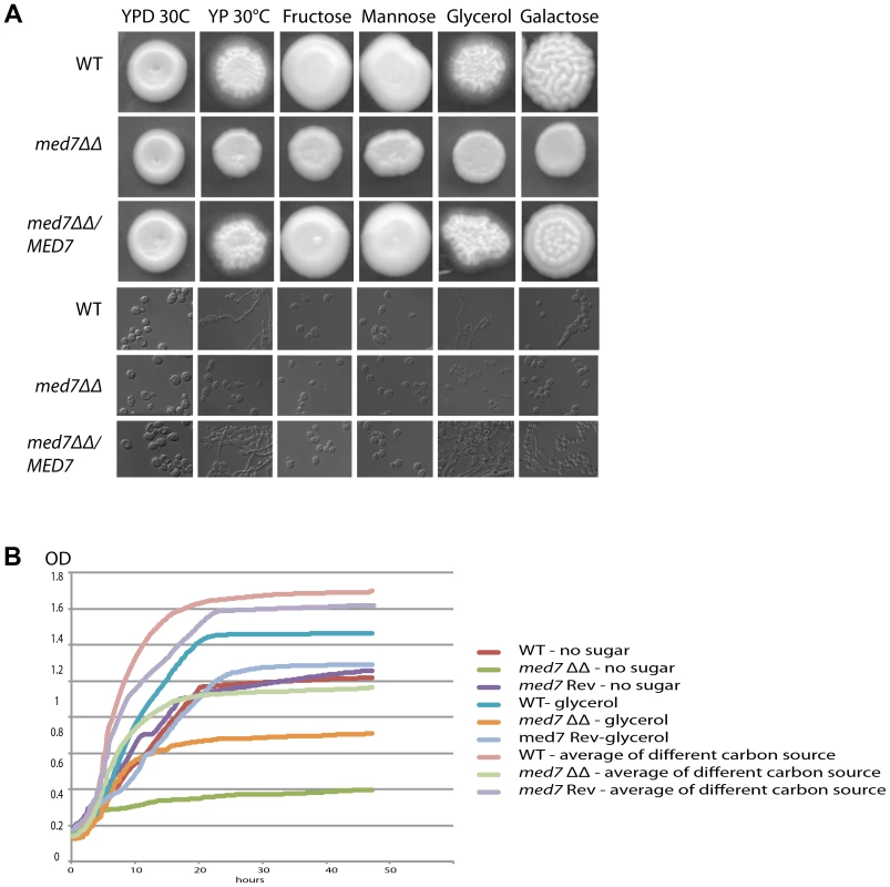 Med7 is required for carbohydrate metabolism of <i>C. albicans</i>.