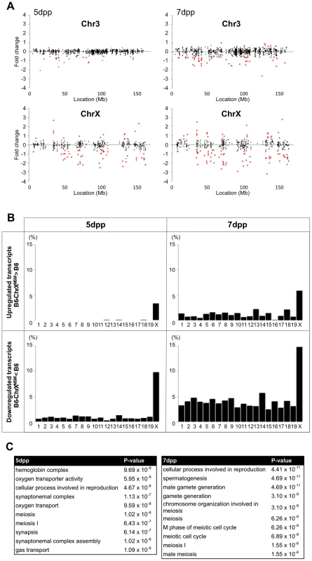 Differential expression of X-linked genes in B6-ChrX<sup>MSM</sup> testes.