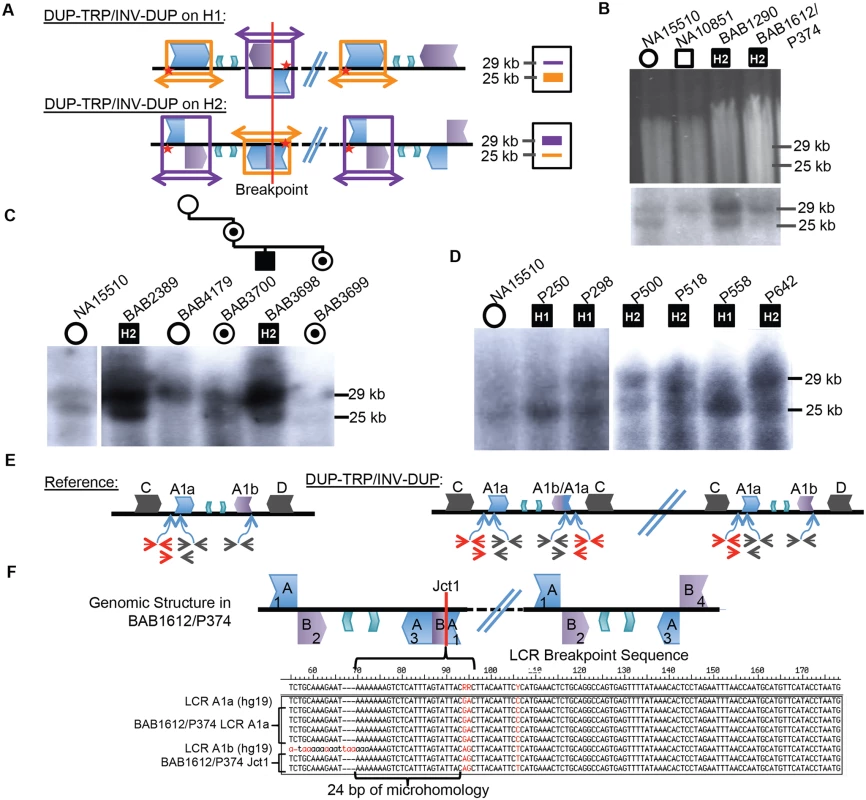 CGRs at the <i>PLP1</i> locus use A1a and A1b repeats.