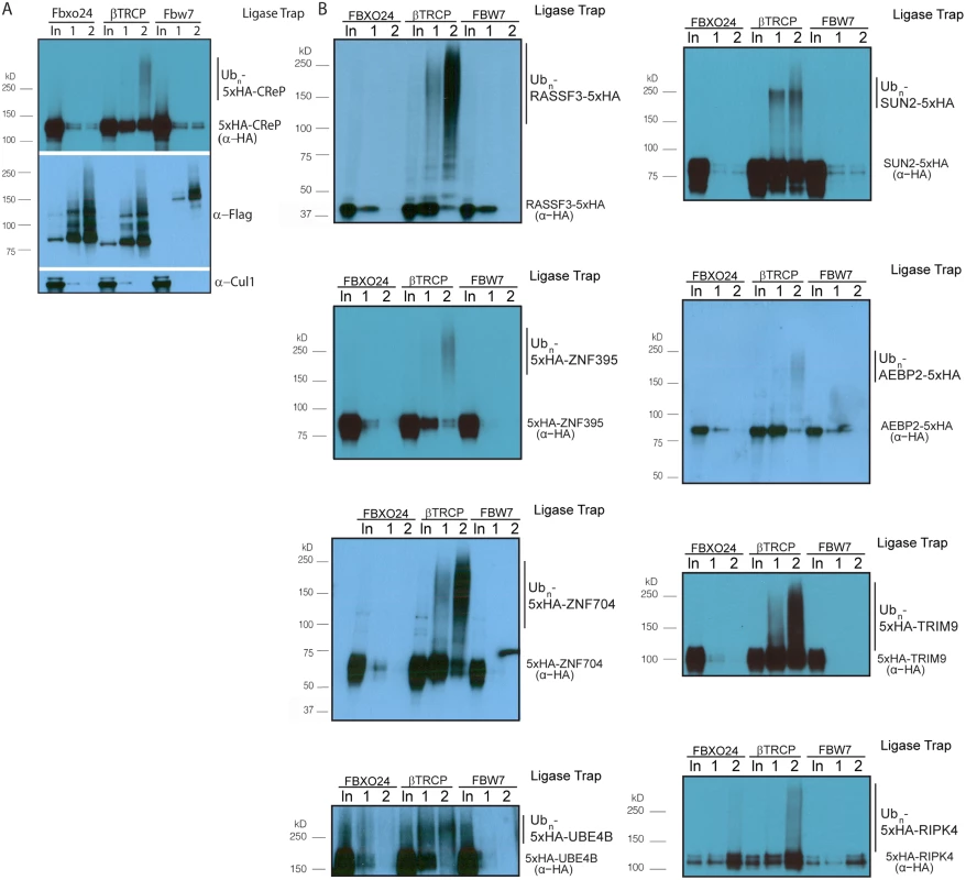 Validation of novel βTRCP substrates.