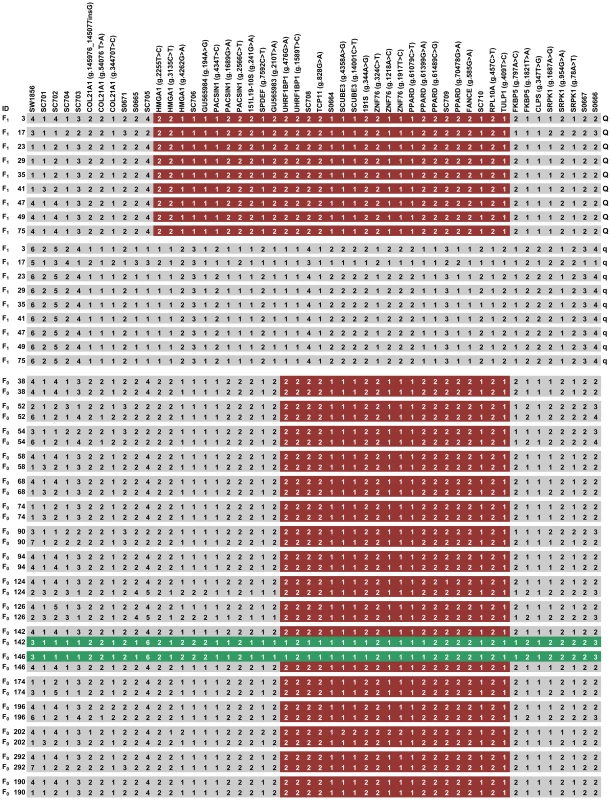 Fine mapping of the QTL by the haplotype sharing analysis.