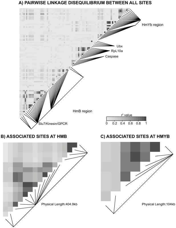Linkage disequilibrium (LD) for combined <i>H. m. aglaope</i> and <i>H. m. amaryllis</i> populations.