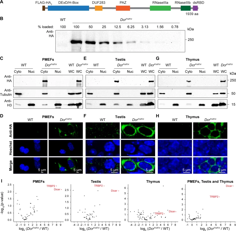 Dicer localizes exclusively to the cytoplasm of embryonic fibroblasts and adult tissues.