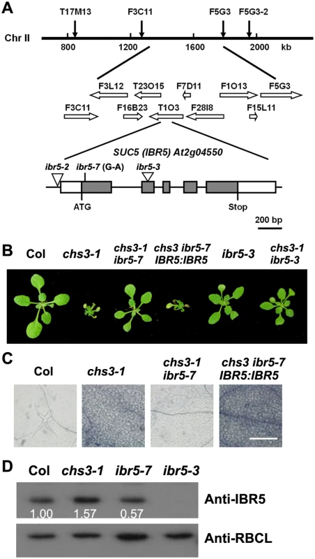 Identification of <i>SUC5</i>.