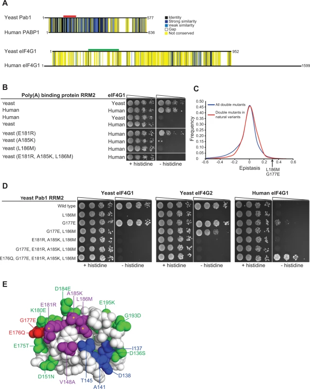 Testing humanizing substitutions for their ability to change the binding specificity of the yeast Pab1 RRM2 to the human eIF4G1.