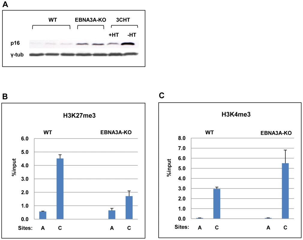 EBNA3A contributes to the regulation of <i>p16<sup>INK4A</sup></i>.