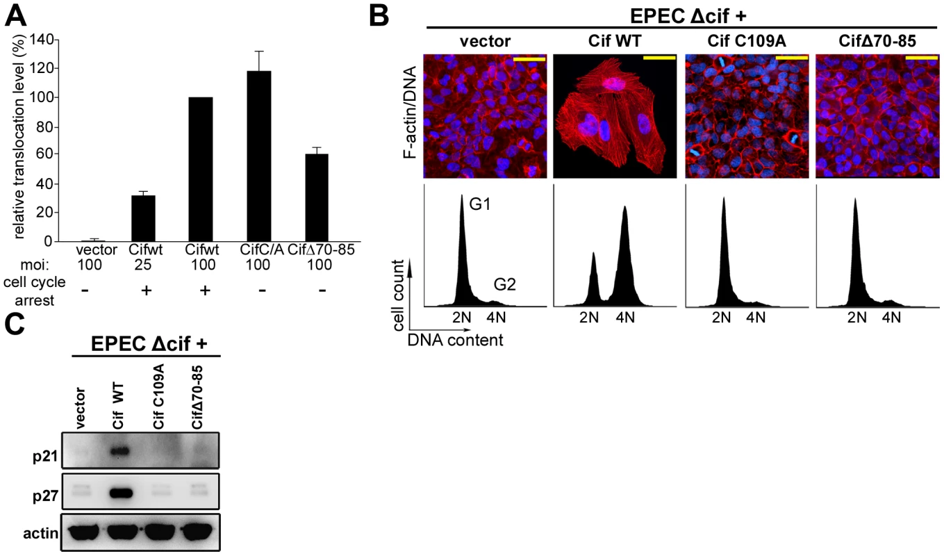 Cytopathic activities of wild-type Cif, Cif C/A and CifΔ70-85 mutants.