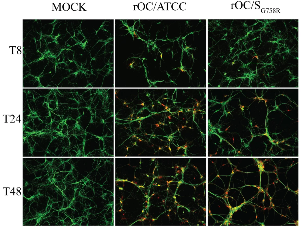 Mutation in the spike glycoprotein of mutant virus delays viral spreading compared to the reference strain in mixed primary CNS cultures from BALB/c mice.