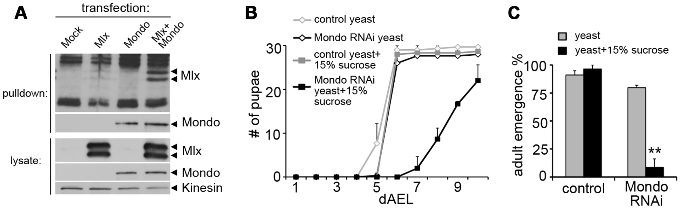 Evidence for functional Mondo-Mlx heterodimer.