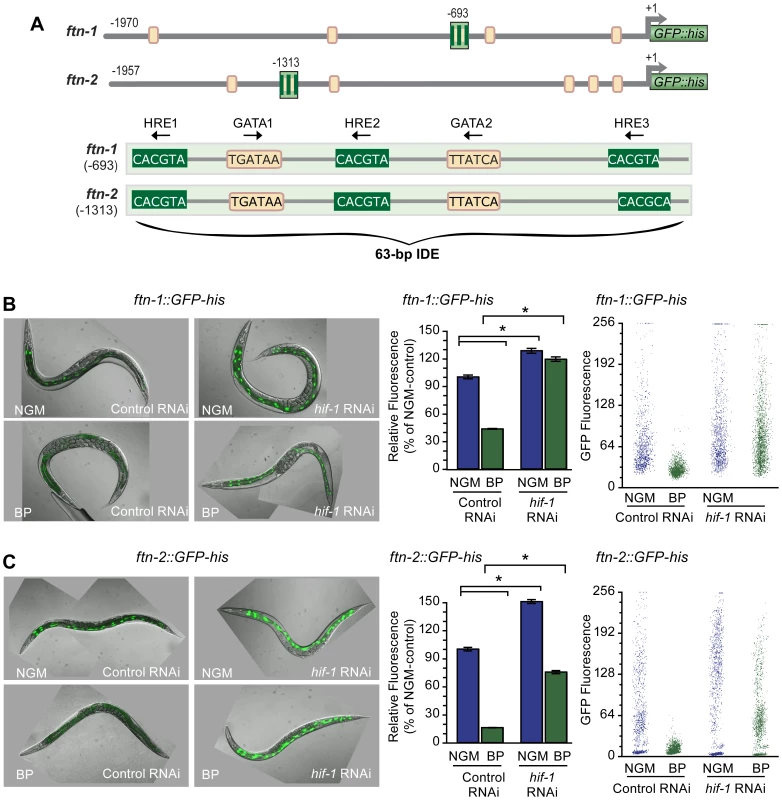 HIF-1 is required for <i>ftn-1</i> and <i>ftn-2</i> transcriptional repression during iron deficiency.